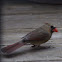 Northern Cardinal
