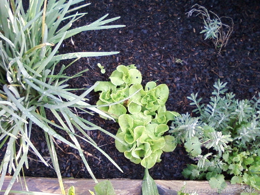 [Winter%2520Garden%2520%25281%2529%255B9%255D.jpg]