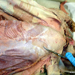 chest_xiphihumeralis.jpg