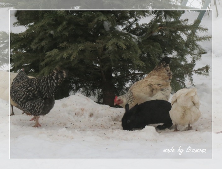 IMG_2636 IMG_2636
