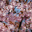 Mandelblüte