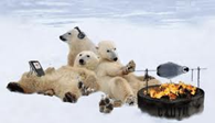 Polar Bears Hanging Out