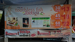 PrawnFishing_FishSpa_4353