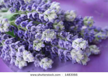 [1_lavender62%255B2%255D.jpg]