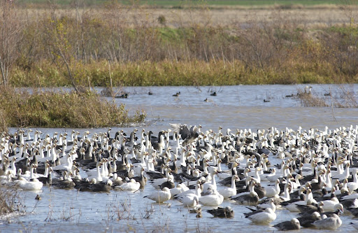 photo credit: Missouri Department of Conservation