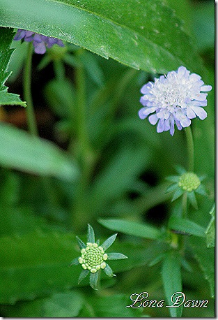 Scabiosa_RitzBlue