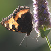 nældens takvinge 090806b 514.jpg