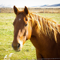 A Short Outing - Nov 11, 2011