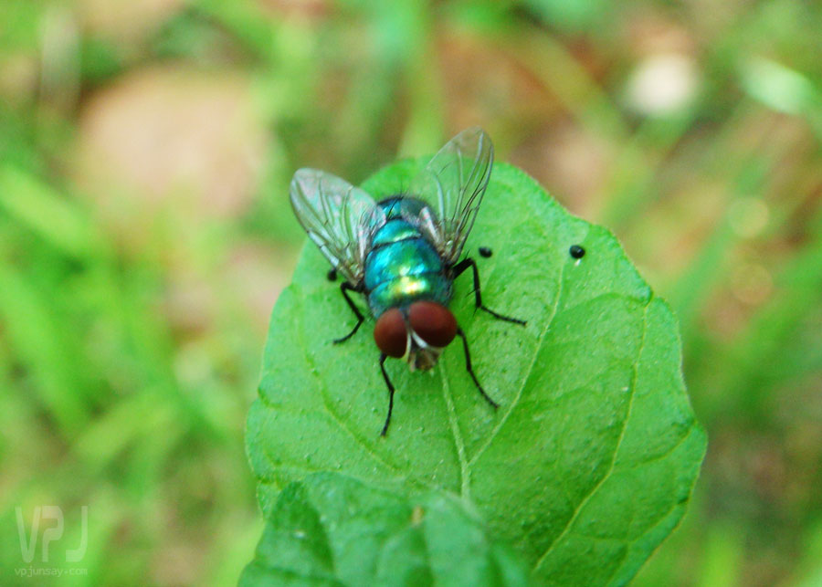 Oriental Latrine Fly