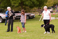 Dog Show