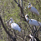 IMG_0887-Crop 1.jpg
