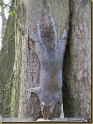 IMG_0182 Squirrel hanging on