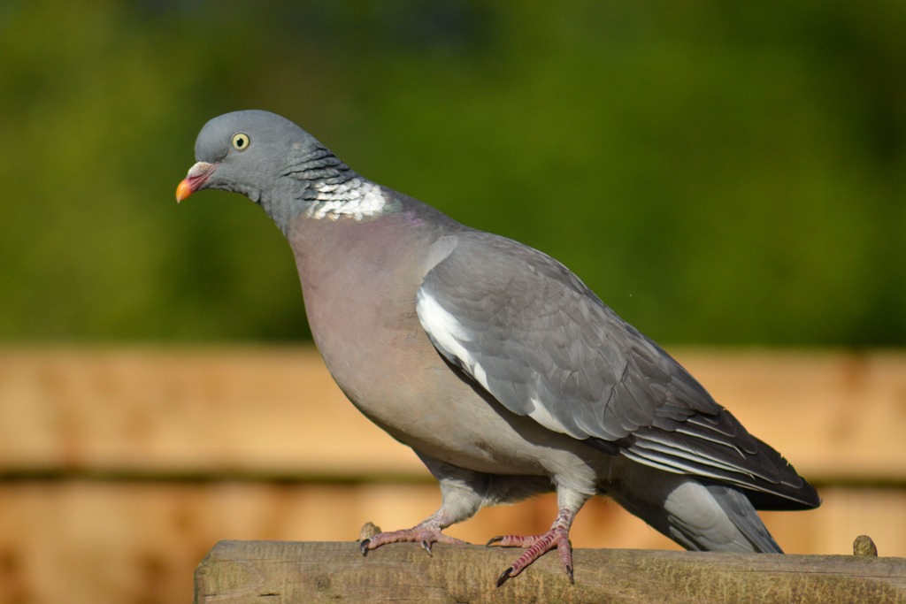 [Wood-Pigeon---Columba-palumbus3.jpg]
