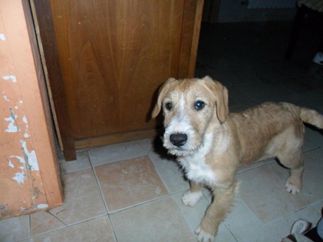 Canela (7) Canela (7)