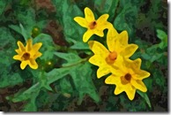 AE-WatercolorSponge-10-600 AE-WatercolorSponge-10-600