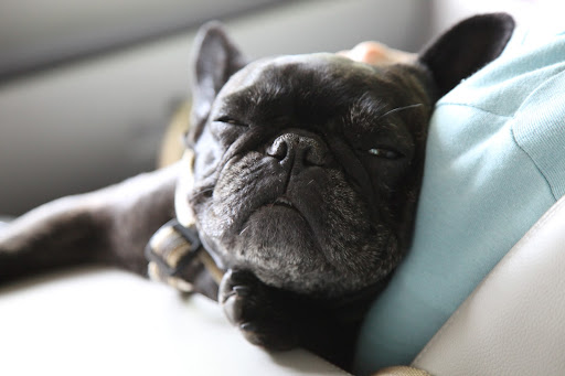 By the time you wake up, we'll be home and you can go back to chasing birds in the gardens.