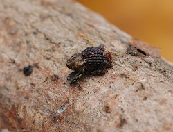Gebiet wurde eine ziemlich reiche und gut erhaltene Gemeinschaft von wirbellosen Tieren gefunden, was das Vorhandensein des flugunfähigen Rüsselkäfers Aceles camellus verbunden mit gut erhaltenen Wäldern beweist, wo sie in kleineren Gruppen auf verrottenden, auf dem Boden liegenden Ästen leben. Rüsselkäfer der Gattung Acalles werden traditionell als Indikator-Arten der Walderhaltung gesehen.