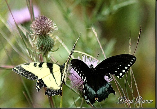 CC_EasternTigerSwallowtail2_BlackSwallowtail_thumb[6]