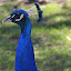 Peacock - Hobart, Australia