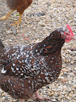 Martha is very proud of the eggs we lay.  She tells us that they are very delicious and that they are excellent to bake with.  We get treated like royalty here and are happy to lay many, many eggs.