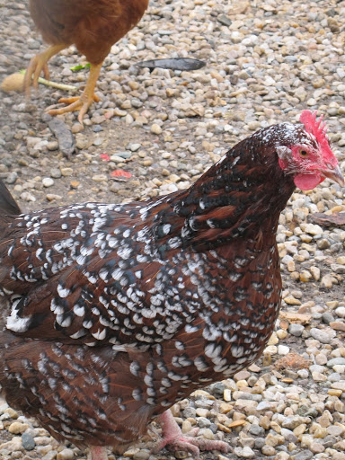 Martha is very proud of the eggs we lay.  She tells us that they are very delicious and that they are excellent to bake with.  We get treated like royalty here and are happy to lay many, many eggs.