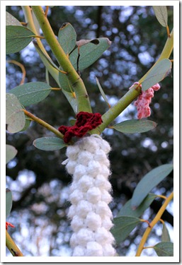 130119_UCDA_AustralianCollection_Natural-Transformations-yarn-bombing_23