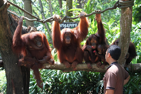 Singapore zoo: Orangutans