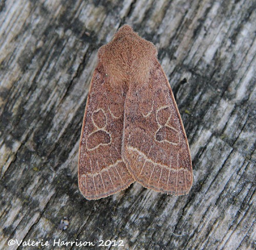 [Common-Quaker%255B2%255D.jpg]