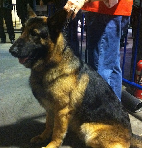 German Shepherd