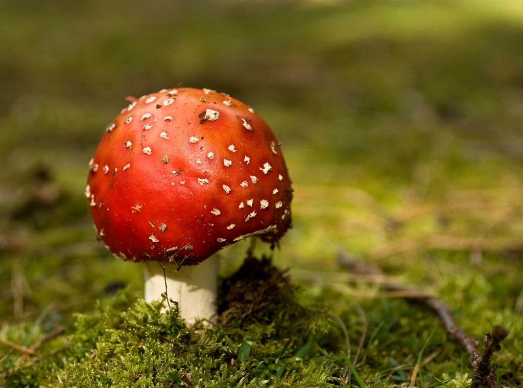 [Fly-Agaric-124.jpg]