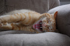 The beast awakens