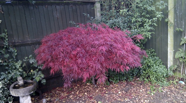 [AutumnAcer%255B6%255D.jpg]