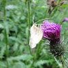 dsc01300.jpg