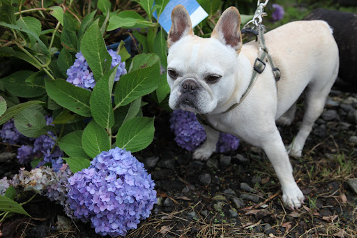 Well yes, Francesca.  However, it's a little late in the season for flowering shrubs.  But, here's one that's a personal favorite of mine.  I just love Hydrangeas!