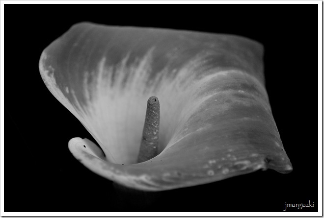 DSC_5923 DSC_5923