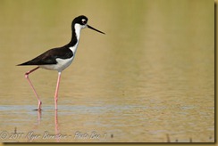 Black-necked Stilt  _ROT4220   NIKON D3S June 04, 2011