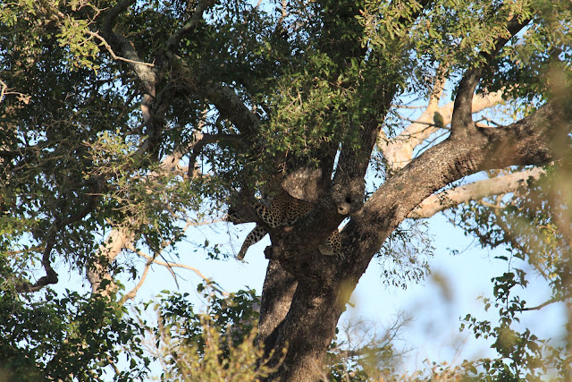IMG 7831 South Africa 2010 – Photos