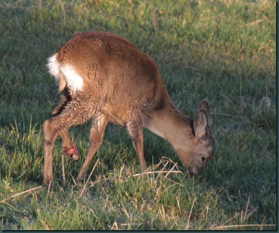 Injured-deer