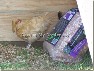 chickens- ALL 012 chickens- ALL 012