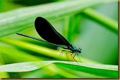 untitled Ebony Jewelwing - male_ROT9626 August 08, 2011 NIKON D3S