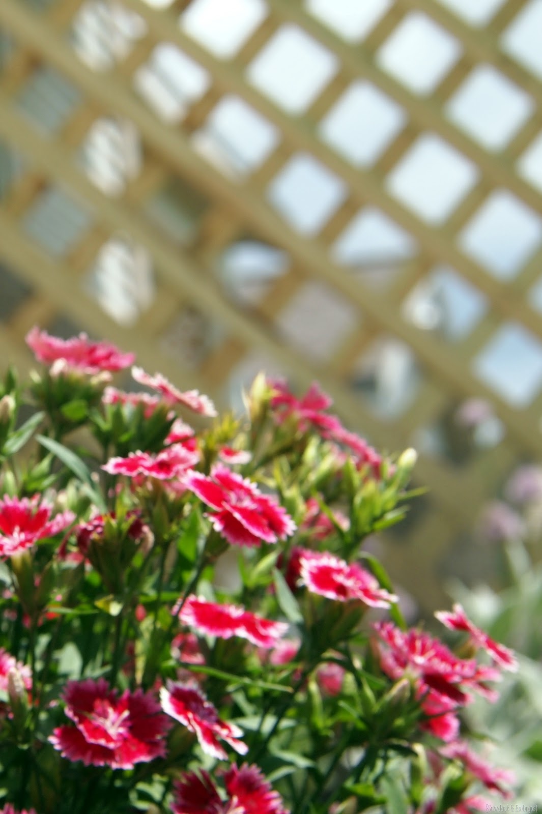 [Sawdust%2520%2526%2520Embryos%257D%255B3%255D.jpg]