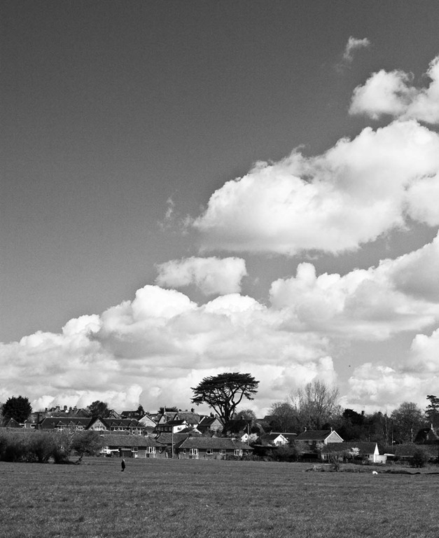 [Suburban-Tree%255B4%255D.jpg]