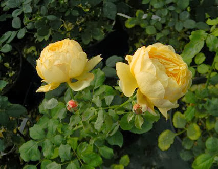 DSCN9753 DSCN9753