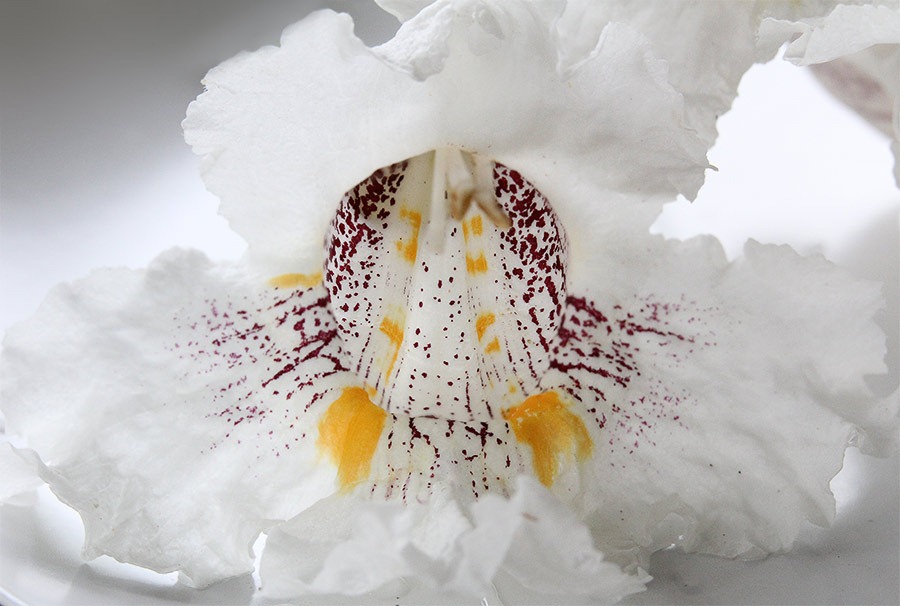 [110528_catalpa_speciosa%255B6%255D.jpg]