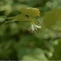 Hookers fairybells