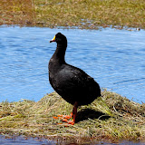 Arica - Parque Nacional Lauca  (49 de 48).jpg