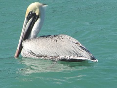 Florida Venice pelican