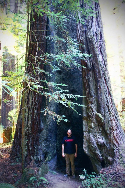 [redwood-86.jpg]