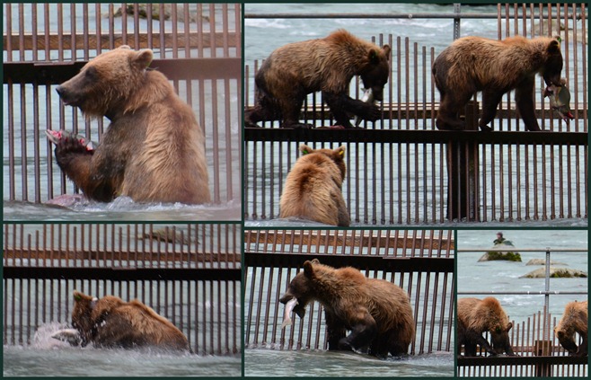 Bears at Haines1