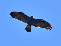 DSC_7881.jpg